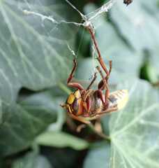 Vespa crabro