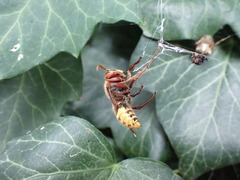 Vespa crabro