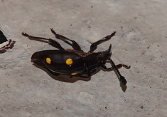 Eumorphus quadriguttatus