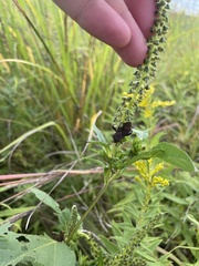 Piezogaster calcarator