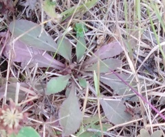 Solidago virgaurea