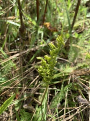 Sceptridium biternatum