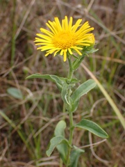 Pentanema britannica