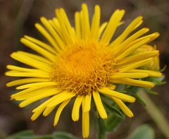 Pentanema britannica