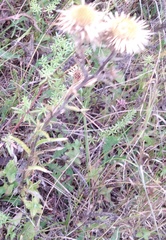 Carlina biebersteinii