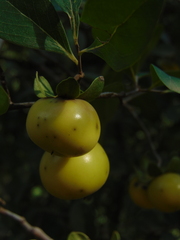 Diospyros palmeri