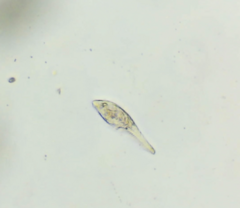 Stichotricha