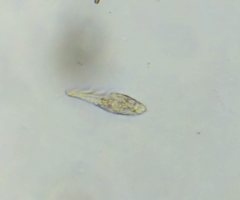 Stichotricha