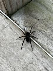 Tigrosa helluo