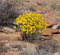 Osteospermum sinuatum