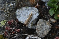 Crambus cockleellus