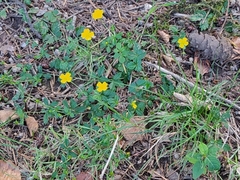 Potentilla erecta