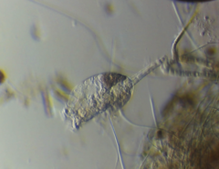Testudinella