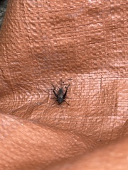 Allonemobius fasciatus