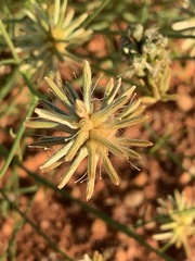 Ptilotus fusiformis