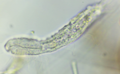 Ichthydium forficula