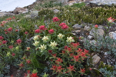 Castilleja occidentalis