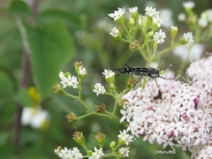 Tanyochraethes clathratus