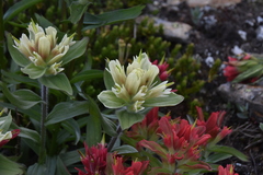 Castilleja occidentalis