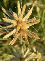 Ptilotus fusiformis