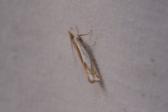 Crambus bidens