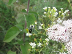 Tanyochraethes clathratus
