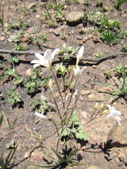 Tritonia pallida