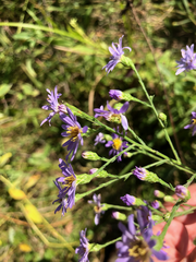Symphyotrichum oolentangiense