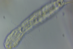 Ichthydium forficula