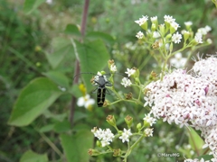 Tanyochraethes clathratus