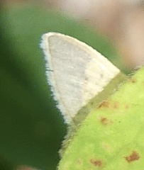 Eurema daira