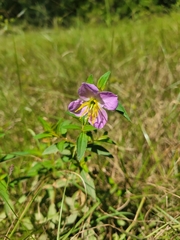 Rhexia mariana