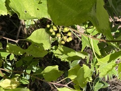 Vitis vulpina