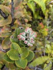 Metrosideros polymorpha