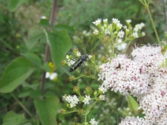 Tanyochraethes clathratus