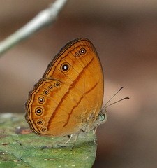 Mycalesis patiana