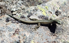 Archaeolacerta bedriagae