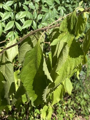 Vitis vulpina