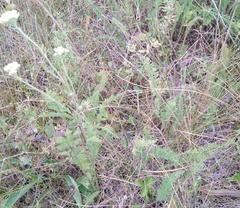 Achillea millefolium
