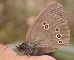 Aphantopus hyperantus