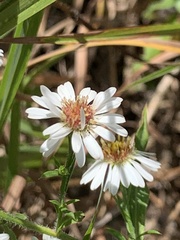 Symphyotrichum lateriflorum