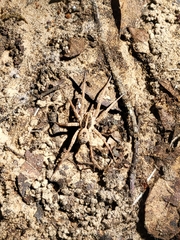 Lycosidae