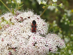 Lygaeus analis