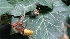 Araneus diadematus