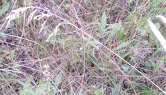 Agrostis