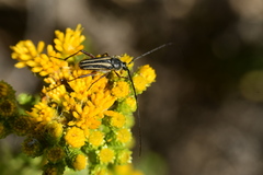 Perarthrus vittatus