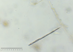 Lepocinclis cyclidiopsis