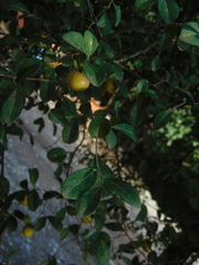 Diospyros palmeri