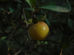 Diospyros palmeri