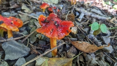 Hygrocybe cuspidata